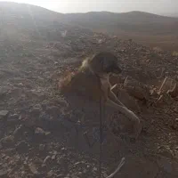 گم.شده|سگ|سبزوار, قصبه شرقی|دیوار
