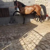 عرب یکسر|اسب و تجهیزات اسب‌سواری|تهران, آرژانتین|دیوار