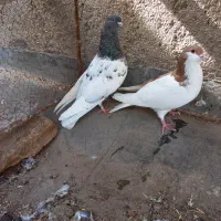 کفتر|پرنده|نیشابور, فردوس شمالی|دیوار