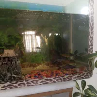 آکواریوم وماهی|ماهی|بروجرد, |دیوار