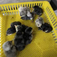 جوجه گلین|حیوانات مزرعه|اهواز, باغ شیخ|دیوار