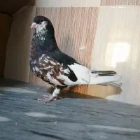 کبوتر شهری مخملی ودم سفید|پرنده|برازجان, |دیوار