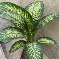 کروتن|گل و گیاه طبیعی|نیشابور, شهید بهشتی|دیوار