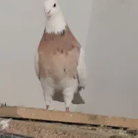 کبوتر طوقی.|پرنده|ابریشم, |دیوار