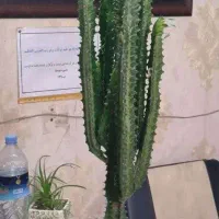 گل و گیاه اپارتمانی طبیعی شاداب و اینده دار|گل و گیاه طبیعی|مشهد, شاهد (شهرک غرب)|دیوار