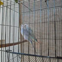 مرغ عشق|پرنده|مرودشت, رامجرد یک|دیوار