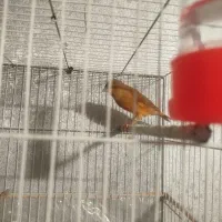 قناری ابلغ نر بخون