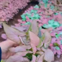 گل وگیاه|گل و گیاه طبیعی|بندرعباس, |دیوار