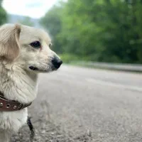 فروش سگ اشپیتز