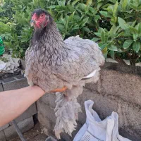 مرغ و خروس جاپنیز . مرغ برهما