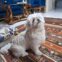 سگ  مانتیز خانگی کاملا تربیت شده