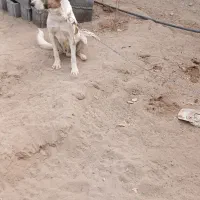 سگ گله|سگ|ماهان, |دیوار