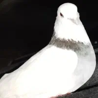 کبوتر|پرنده|شیراز, شهرک سعدی|دیوار