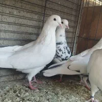 کبوتر پرشی آسمونی|پرنده|هشتگرد, شهرک ولیعصر (مصلی)|دیوار