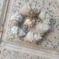صدف اصل برای آکواریوم