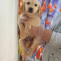 سگ نژاد گلدن رتریور اصیل مدارک‌ کامل