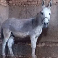 الاغ نر درشت مادیان رو باری کاری گله ای