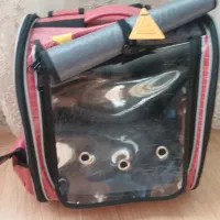 سگ پامر خرسی، پت جیبی|سگ|اصفهان, شاهد|دیوار