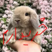 اگهی رو بخون