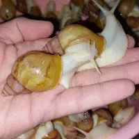 حلزون آچاتینا آفریقایی