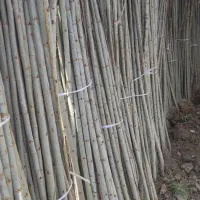 صنوبر نیگرا ترکیه یک ساله مناسب مازندران|حراج|قائمشهر, |دیوار