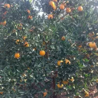 تامسون و پیج فله برگی|خوردنی و آشامیدنی|جویبار, |دیوار