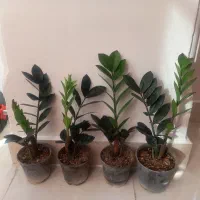 زاموفیلیای بلک