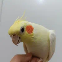 عروس هلندی|پرنده|مشهد, عبادی|دیوار