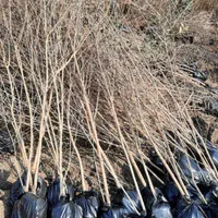 نهال های گلدانی پسته گردو انار توت|خدمات باغبانی و درختکاری|شیراز, آبیاری|دیوار