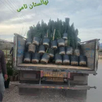 نهال سرو ناز شیراز ...سروناز گلدانی، پاکتی و نشاء|گل و گیاه طبیعی|شیراز, حومه شیراز|دیوار