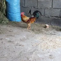 خروس
