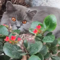 گربه نر جهت جفت گیری|گربه|مشهد, عامل|دیوار