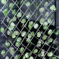 آکاردئونی برگی