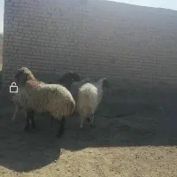 میش آبستن بره