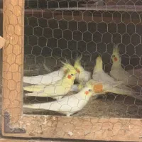کبوتر پرشی.