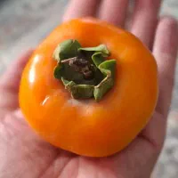 فروش خرمالو ارگانیک شمال مستقیم از باغدار