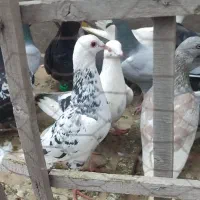 کفتر بوم پرشی ب ضمانت ۲۰ تا