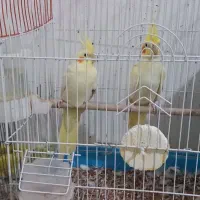 یک جفت عروس هلندی|پرنده|مینودشت, |دیوار