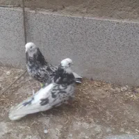 شاده هماسرور