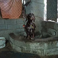 سگ شکاری|سگ|لاهیجان, بازکیاگوراب|دیوار