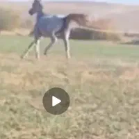 اسب کرد|اسب و تجهیزات اسب‌سواری|میاندوآب, |دیوار