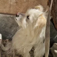 ب َغذابرداری و به 33 23 30 درصد کاهش ژ3 433 زرزر