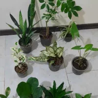 ۱۰ عدد گل فقط تا امشب