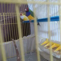 سره گلدین|پرنده|سمنان, |دیوار