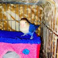 فروش کوتوله برزیلی