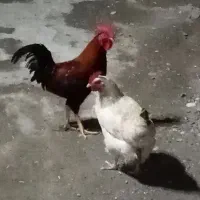 فروش مرغ وخروس