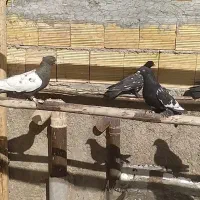 15عدد کله سیاه و سبز ماده و 5 عدد کله سیاه نر