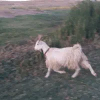 بز شیری