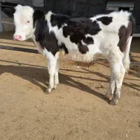 کلچه سیمینتال بی شاخ (گوساله نر سیمینتال)