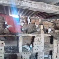 کفتر|پرنده|زاوه, |دیوار